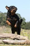 ROTTWEILER 136